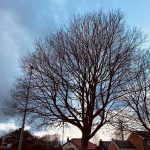 A tree in winter with no leaves against a cold blue sky at sunset